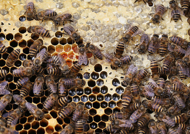 Ong nuôi để lấy mật phải là ong ta, ong có kích thước nhỏ