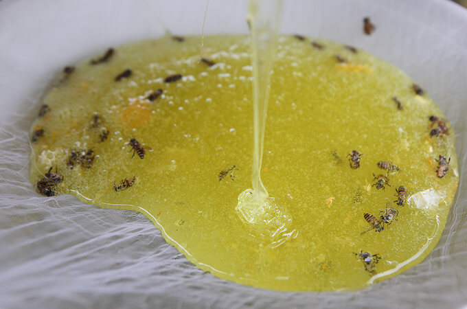 Mật ong bạn hà nguyên chất chưa được xử lý còn nhiều tạp chất, nước và ga