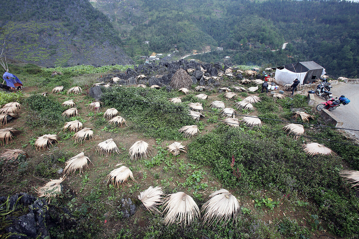 Các trại nuôi ong bạc hà du mục trên cao nguyên đá Đồng Văn