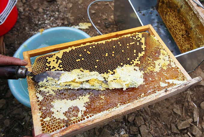 Để có mật ong bạc hà nguyên sáp, bạn phải dặn trước chủ ong khi thu hoạch