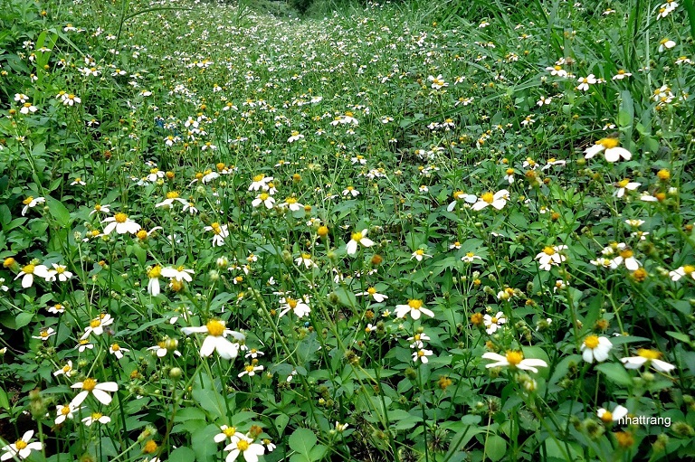 Quản Bạ có nhiều hoa Xuyến Chi mọc dại thành những ruộng lớn.