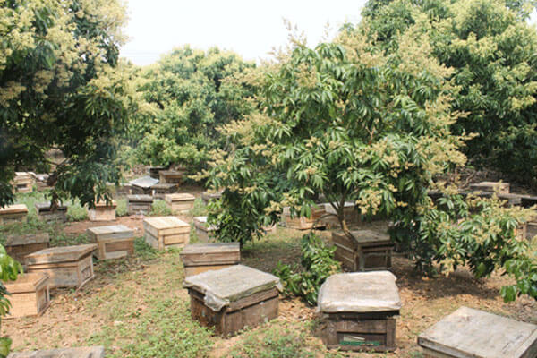 Mật ong nhãn là loại mật phổ thông nhiều người dùng hiện nay.