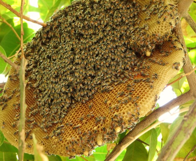 Mật ong rừng tự nhiên có nhiều trong các khu rừng ở phía Bắc, Tây Nguyên