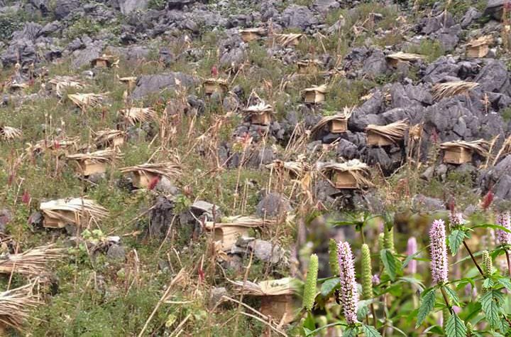 Nghề nuôi ong bạc hà đang phát triển nóng ở cao nguyen đá Hà Giang.