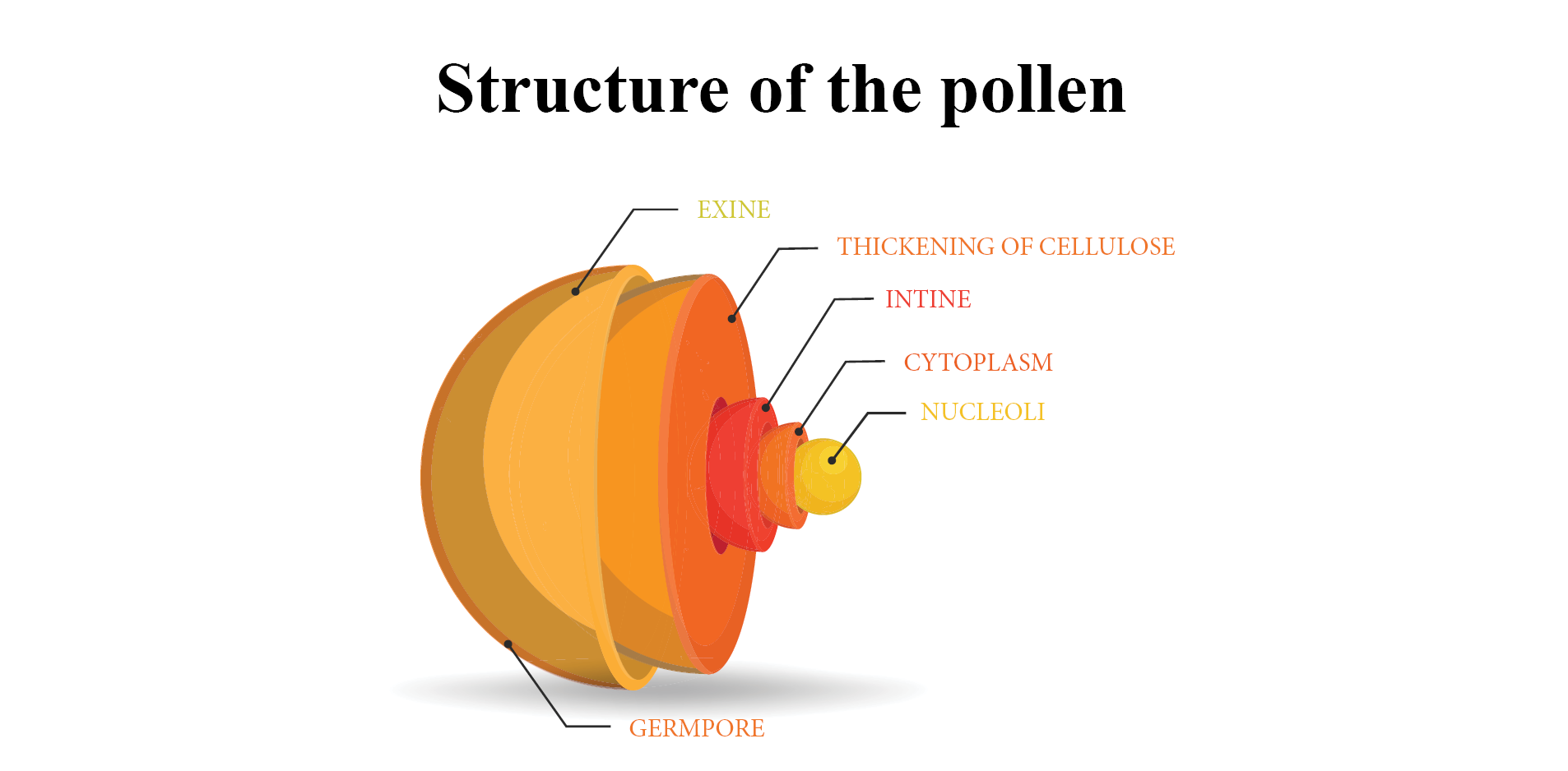 Thành phần cấu tạo của phấn ong.